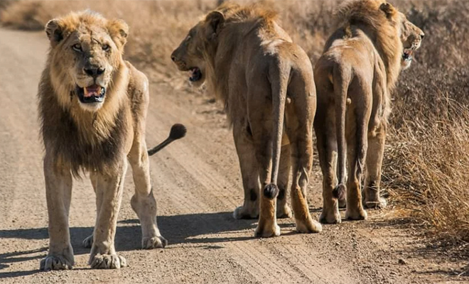 Как живет лев, когда у него отбирают титул короля и выгоняют из прайда 