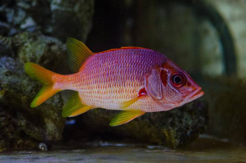 Как выглядит рыба-белка? Внешние особенности и образ жизни необычной рыбы