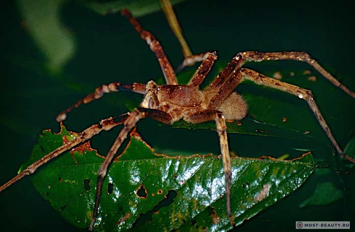 Самые ядовитые пауки: Бразильский паук бегун. СС0