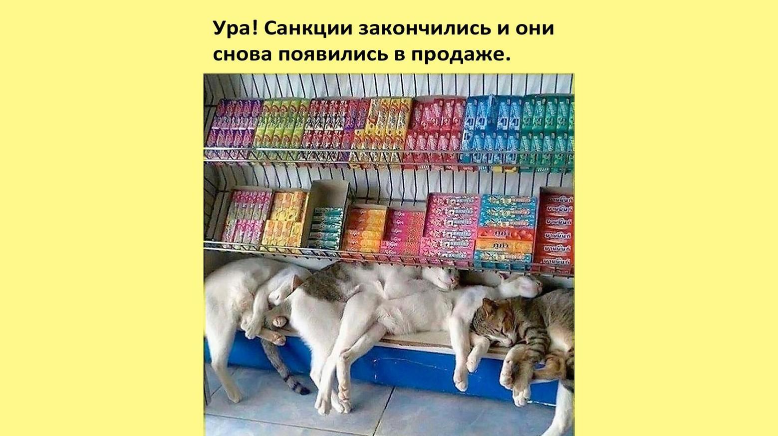 Смешные коты и кошки: лучшие мемы для поднятия настроения