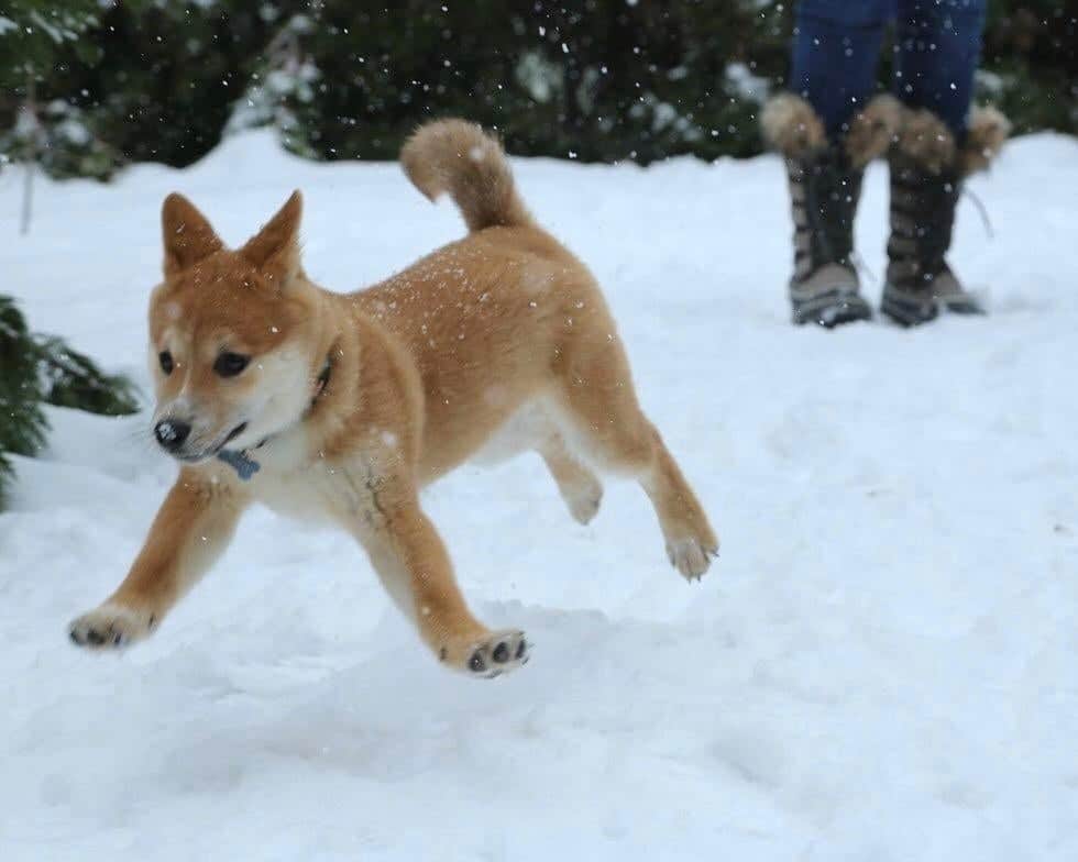щенок шиба-ину в снегу