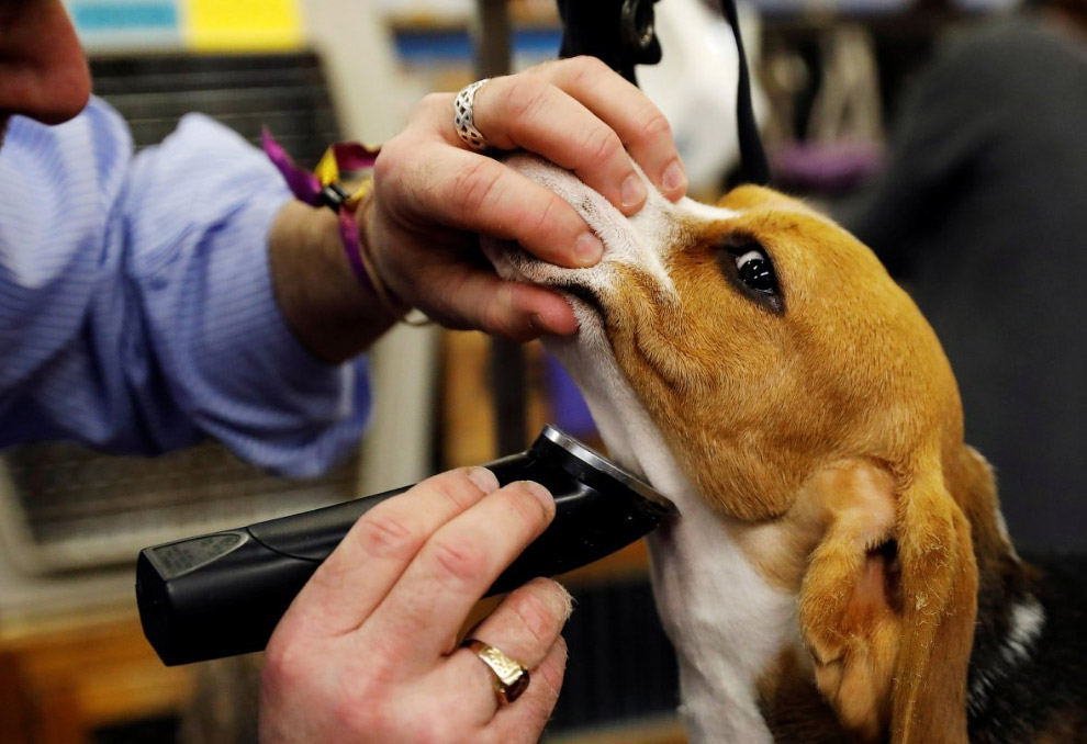 Конкурс собачьей красоты: Westminster Kennel Club 2018