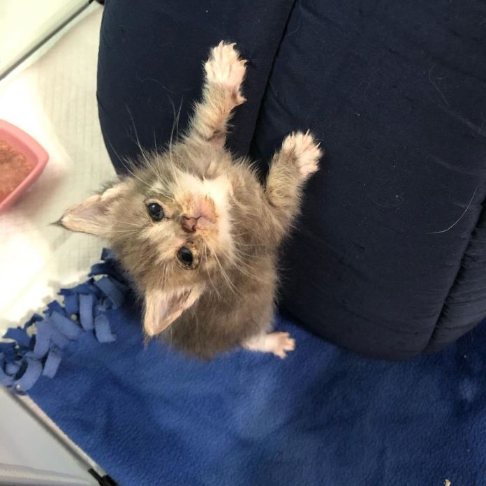 Без кота и жизнь не та