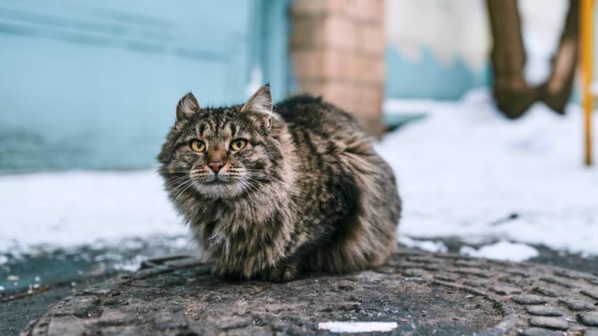Петербургские активисты раскритиковали власти за инициативу отлова бездомных животных Общество