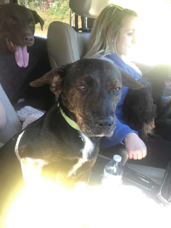 Собаки в машине