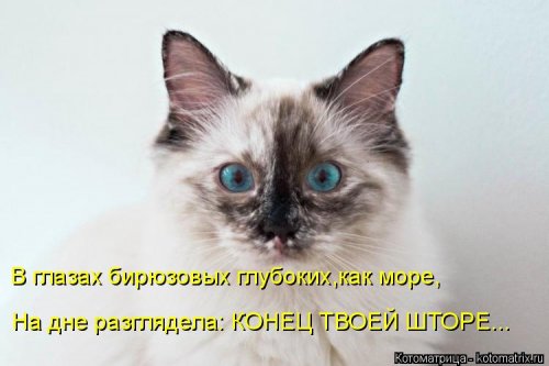 Новая котоматрица на выходные Новая котоматрица на выходные
