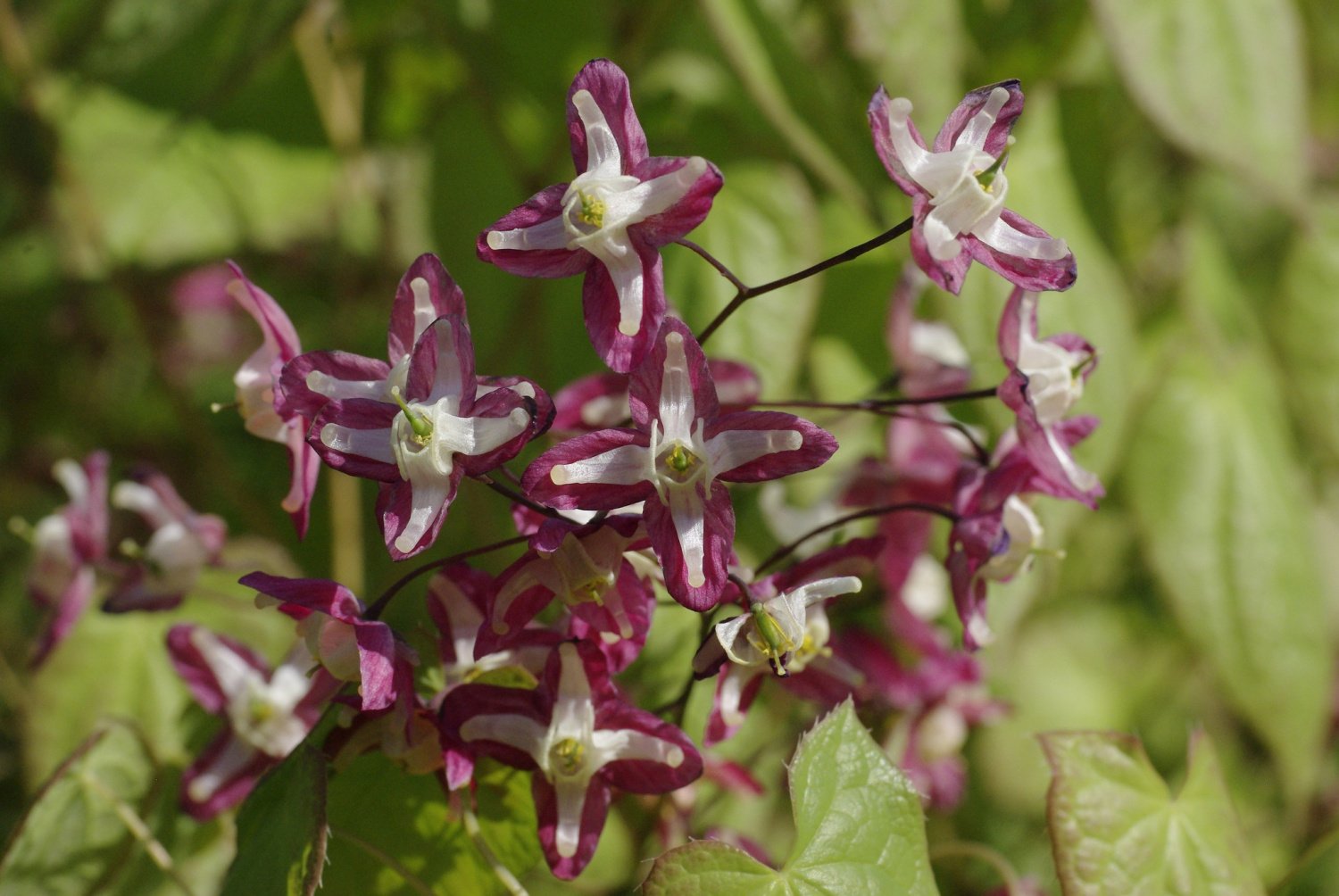 Эпимедиум горянка крупноцветковая. Эпимедиум цветок. Горянка юнга розеум. Горянка крупноцветковая. Горянка юнга roseum.