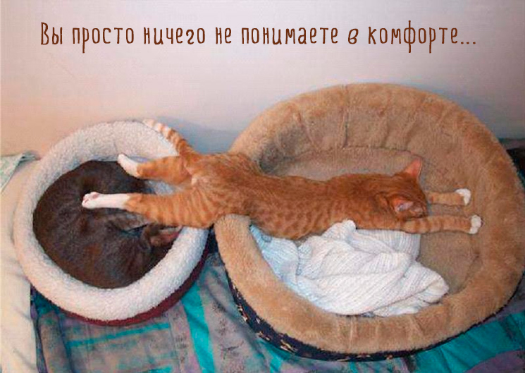 кошка смешно спит кошка смешно спит