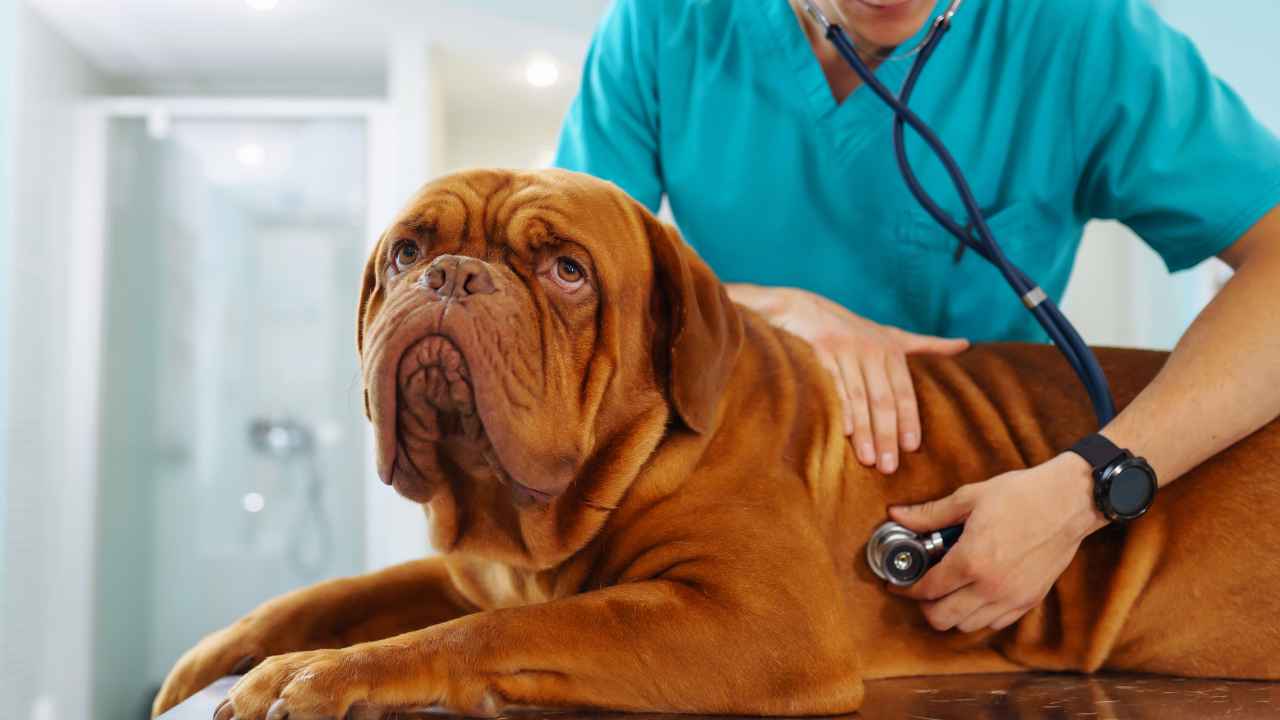 Какими заболеваниями собака может заразить человека