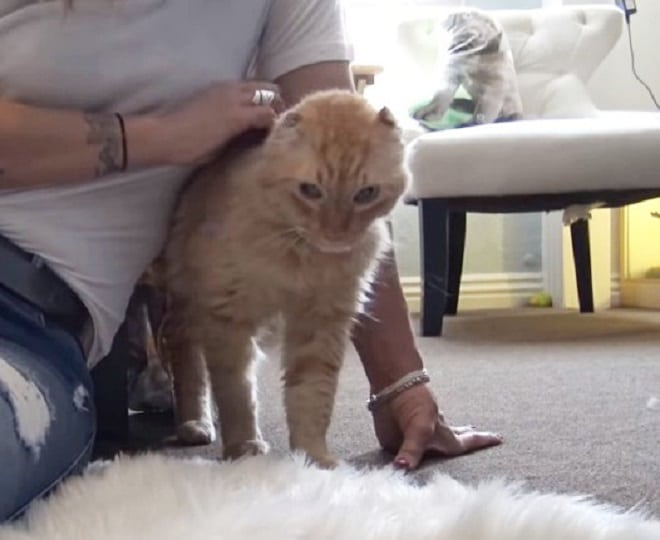 Кот и человек