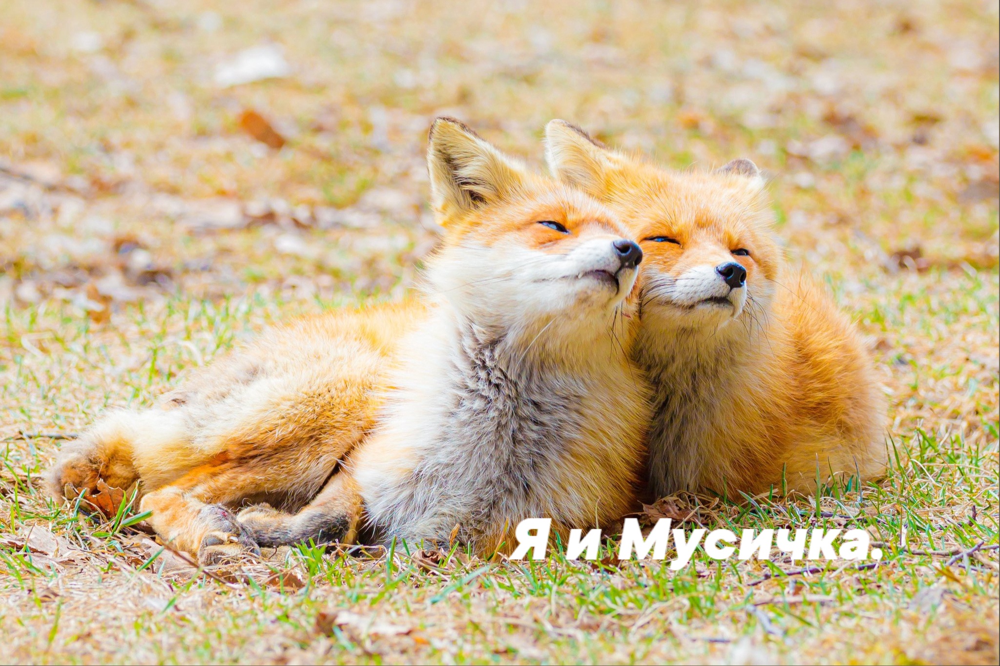 Всякое веселое в картинках Всякое веселое в картинках