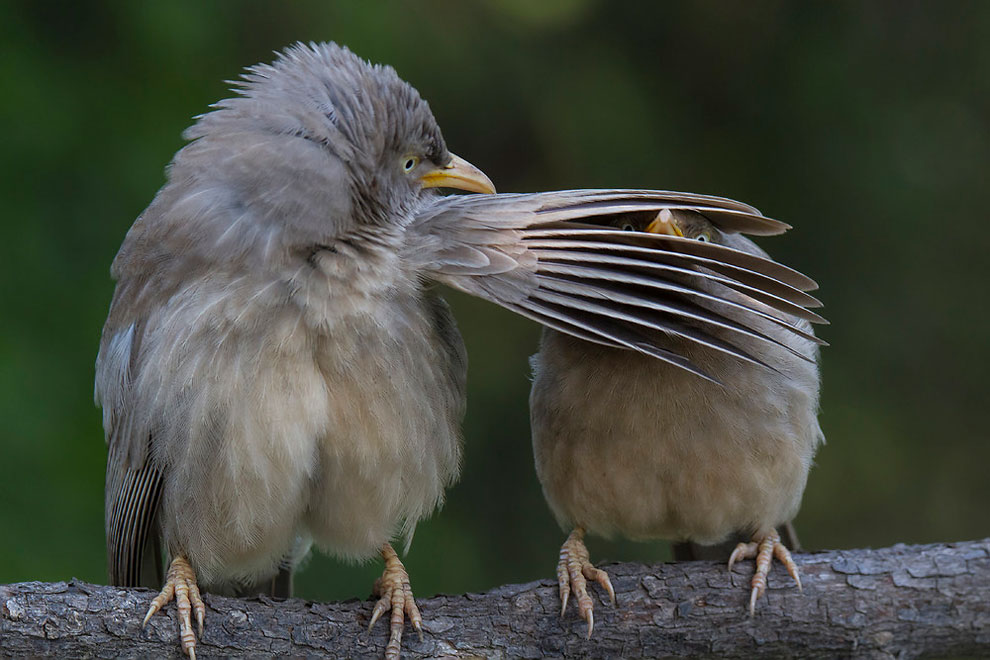 Eщё 25 несерьёзных фотошедевров конкурса 2016 Comedy Wildlife Photography Awards