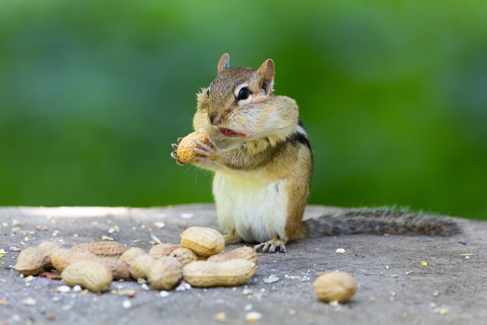 25 самых милых фотографий животных в дикой природе ShutterstockFotodomruфото, ктото, Bachkova, посмотрите, Piotr, марта, только, дикой, NataliaShutterstockFotodomruфото, KrzeslakShutterstockFotodomruфото, важной, удивленно, выглядывает, Только, укрытия, сладко, рядом, неловко, кувыркается, траве