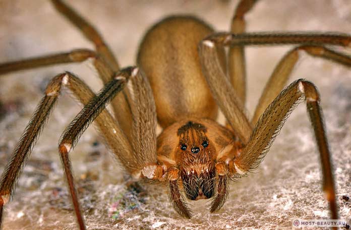 Самые ядовитые пауки: Песочный паук