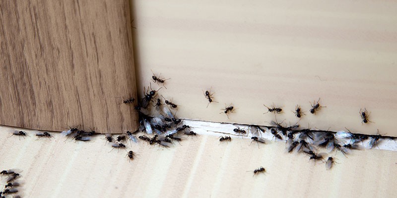Сода от муравьев - как избавиться от насекомых навсегда по народным рецептам муравьи,насекомые,полезные советы