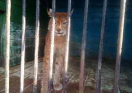 Бродячий зоопарк объявил распродажу зверей в Тюменской области