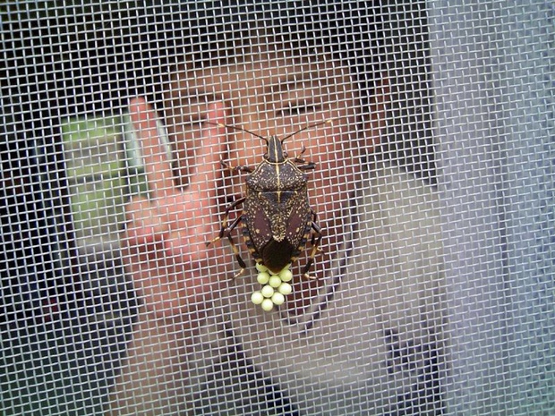 10 жутких насекомых Японии японская, В Японии, мифологии, в Японии, человека, безобидные, по всему, горная, выглядит, достаточно, насекомое, Японии, насекомых, очень, пиявка, с их «кавайной», способен, чудовище, размером, до 38