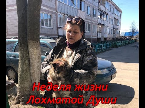 Новый приют для животных борется за выживание