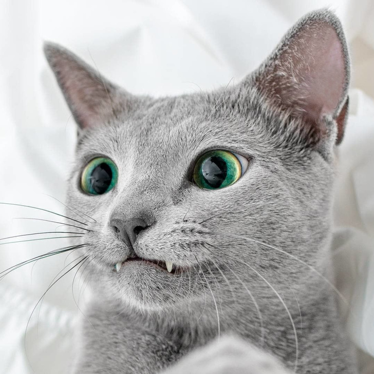 20 кошечек, которых будто нарисовали по заказам пользователей соцсетей, а потом оживили