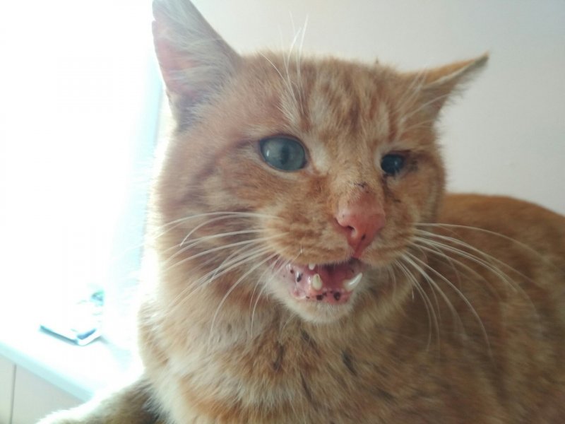 Тощий больной кот постоянно подходил к окну и смотрел, как живут люди