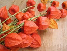 Как растет физалис