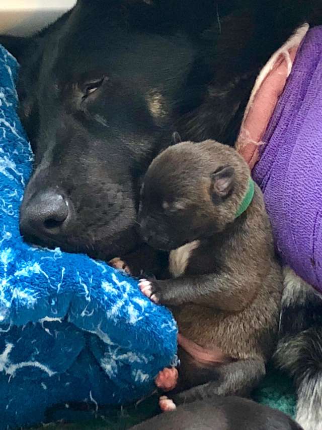 собака со щенком