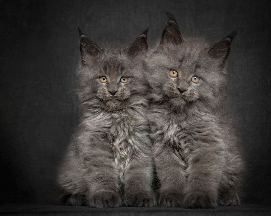 NewPix.ru - Американская енотовая кошка Maine Coon