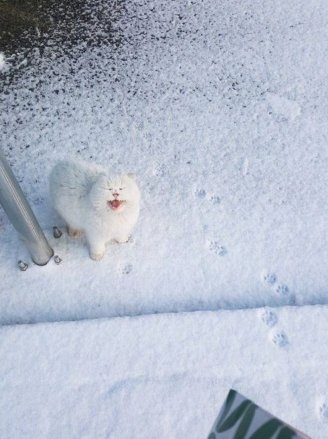 белый кот орет в снегу