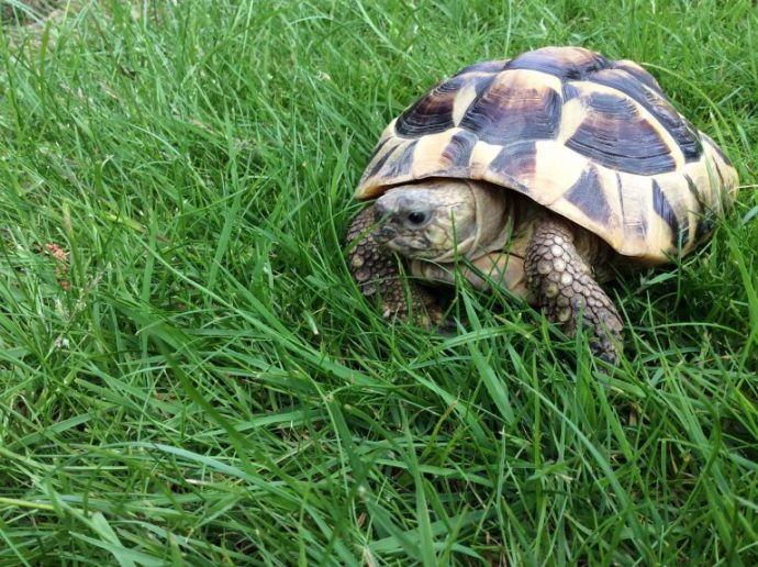 25_MPM-ANGRY_TORTOISE-5-768x574