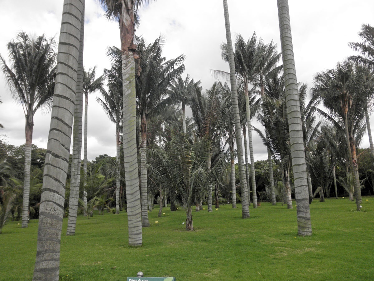 Самая высокая пальма в мире Самая высокая пальма в мире