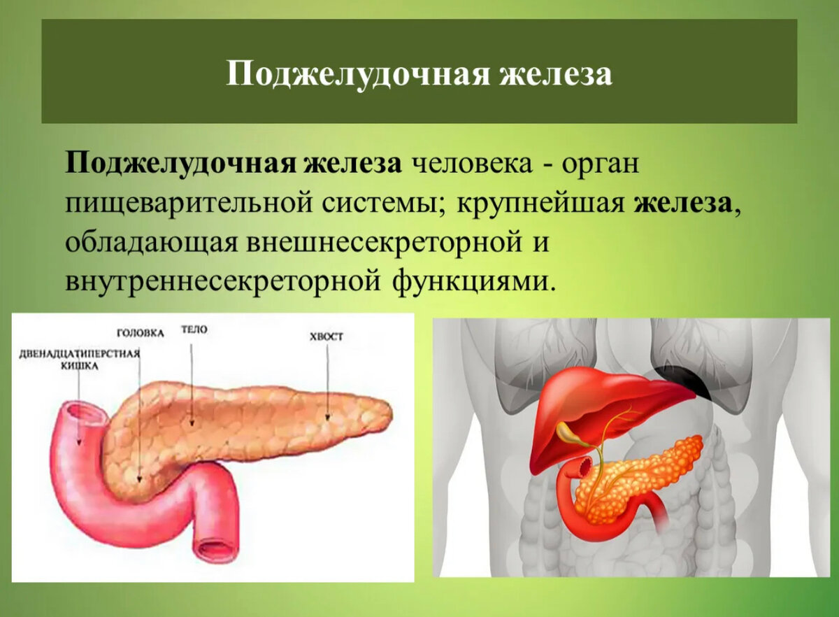 Поджелудочная железа на картинке