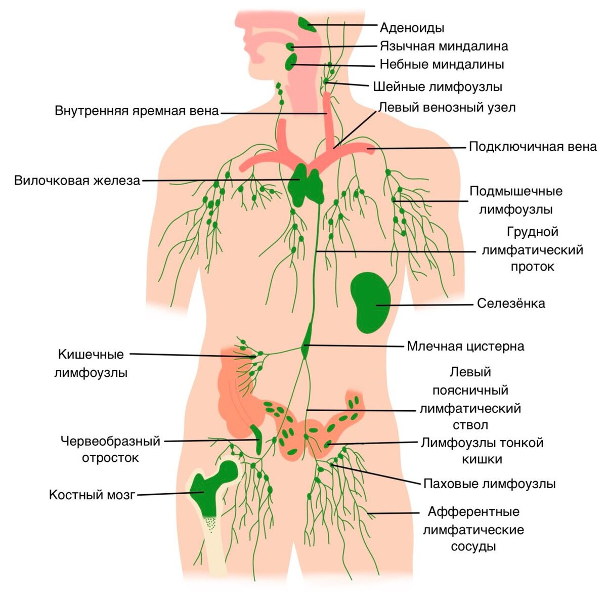 Особенности строение иммунной системы | https://foxford.ru/wiki/biologiya/immunnaya-sistema