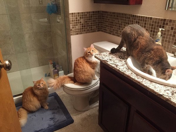 Позитивные кошечки и котики из нашей жизни Позитивные кошечки и котики из нашей жизни