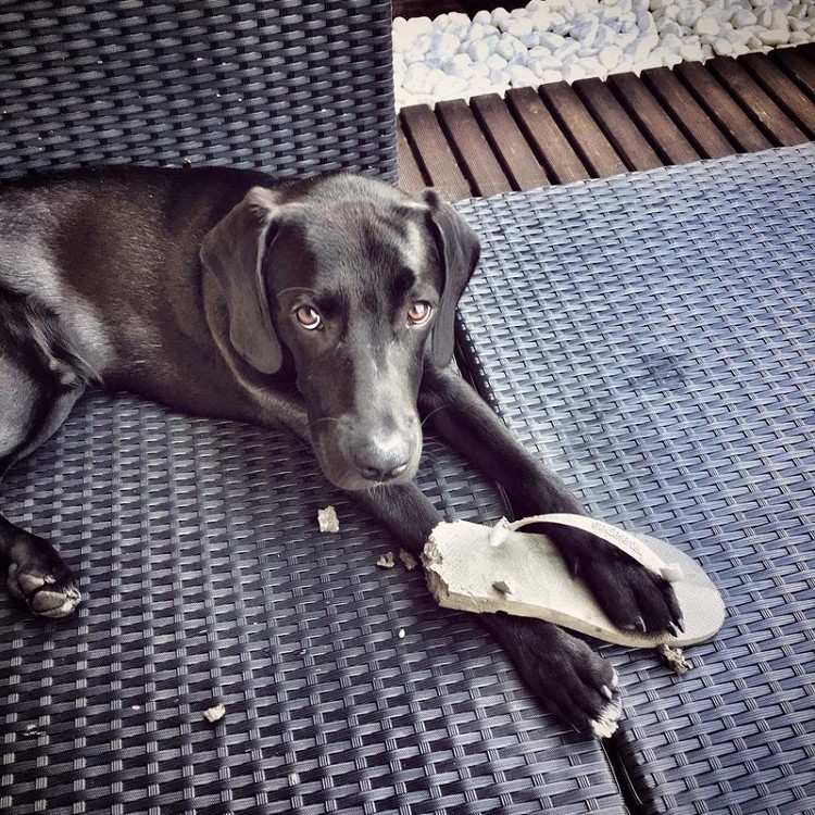 25 прелестных собак, которые очень сильно извиняются 25 прелестных собак, которые очень сильно извиняются