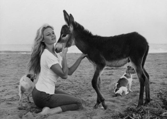 Брижит Бардо – 85: Две жизни одной из самых красивых и непредсказуемых актрис Брижит Бардо – 85: Две жизни одной из самых красивых и непредсказуемых актрис актрисы,Брижит Бардо,знаменитости,мода и красота,стиль жизни