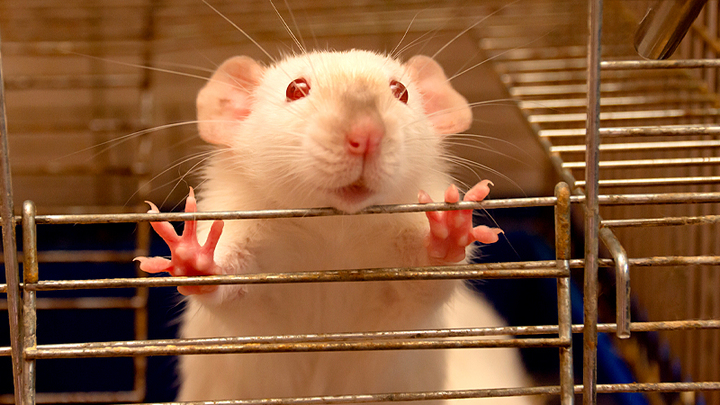 ВЕРНИТЕ ДЕНЬГИ! ИЗ ЛЮДЕЙ ВАКЦИНАТОРЫ СДЕЛАЛИ ЛАБОРАТОРНЫХ КРЫС. ДЕЛЯГИН ТРЕБУЕТ СПРАВЕДЛИВОСТИ ВЕРНИТЕ ДЕНЬГИ! ИЗ ЛЮДЕЙ ВАКЦИНАТОРЫ СДЕЛАЛИ ЛАБОРАТОРНЫХ КРЫС. ДЕЛЯГИН ТРЕБУЕТ СПРАВЕДЛИВОСТИ россия