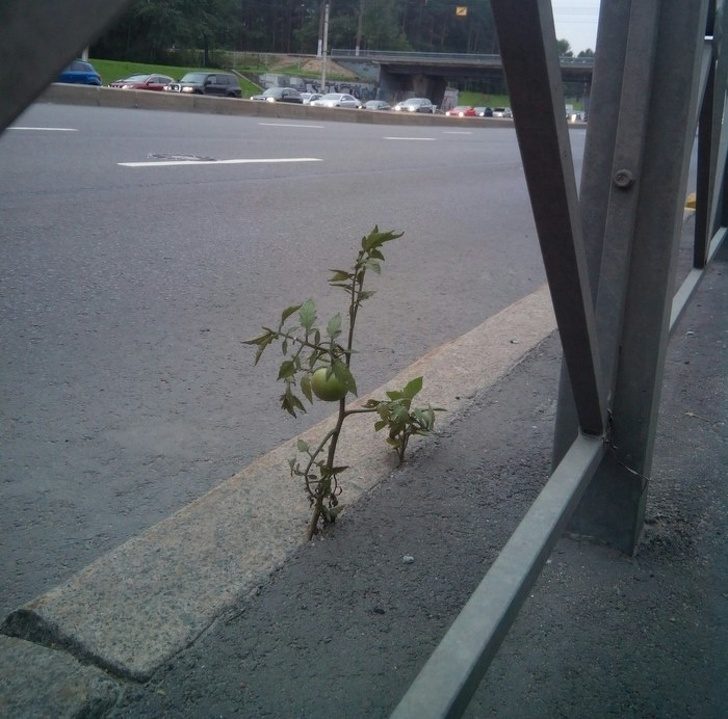 26 доказательств того, что Питер — это другая планета 26 доказательств того, что Питер — это другая планета