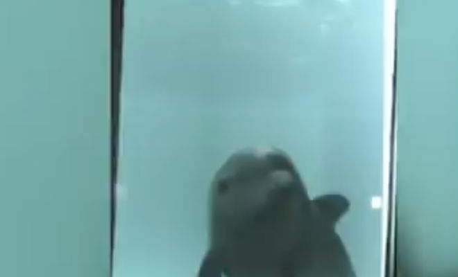 Дельфин проходит тест на интеллект: под воду опустили зеркало Культура