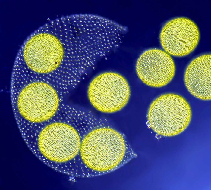 Living Volvox Algae Releasing Its Daughter Colonies, Nantes, 3rd Place