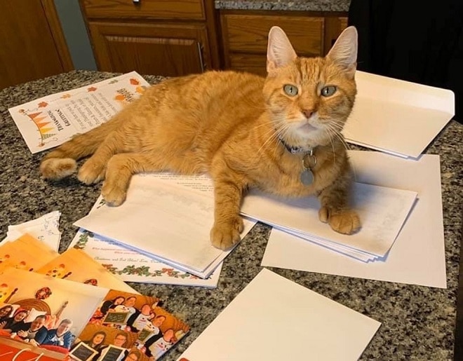 Кот на кухне