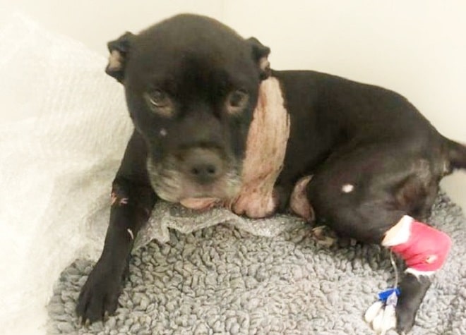 Больная собака