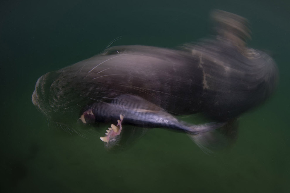 Ocean Art 2019 - конкурс подводной фотографии морских, длину, моллюсков, более, самых, тюлень, относятся, акула, Снимки, Канарские, острова, Испания, ЗапуталасьНазвание, «змеехвостки», смМорская, получили, своеобразный, способ, передвижения, когда