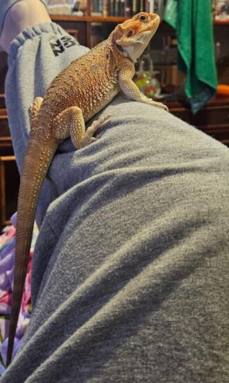 Всех приветствую знакомьтесь, дружок десертик. 7.