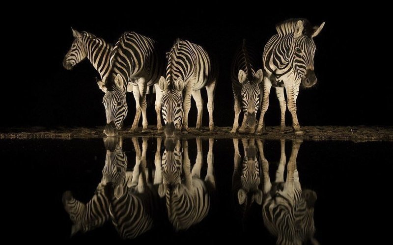 "По стаканчику на ночь" (фото: Чарл Сенекал, Южная Африка) Wildlife Photographer of the Year, животные, конкурс, мир, победитель, финалист, фотография