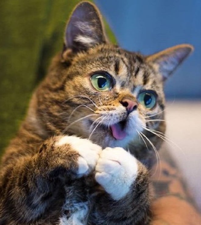 Кошечка сложила лапки