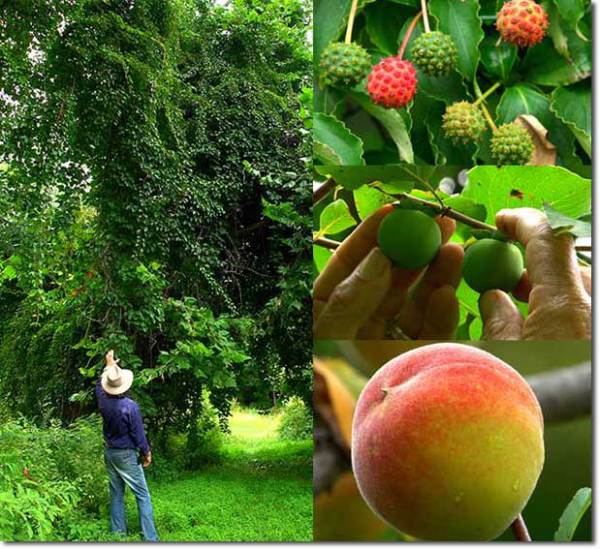 Фруктовое чудо в Нью-Йорке: 40 видов плодов на одном дереве Фруктовое чудо в Нью-Йорке: 40 видов плодов на одном дереве дача,сад и огород,садоводство