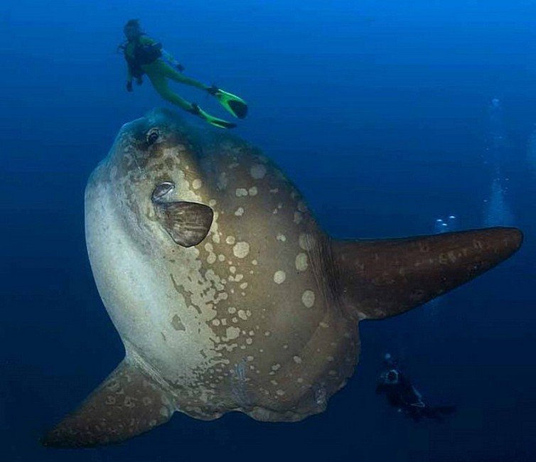 Рыбка Мола Мола (или океаническая солнечная рыбка), откладывает до 5 000 000 икринок за один раз. животный мир, информация, юмор