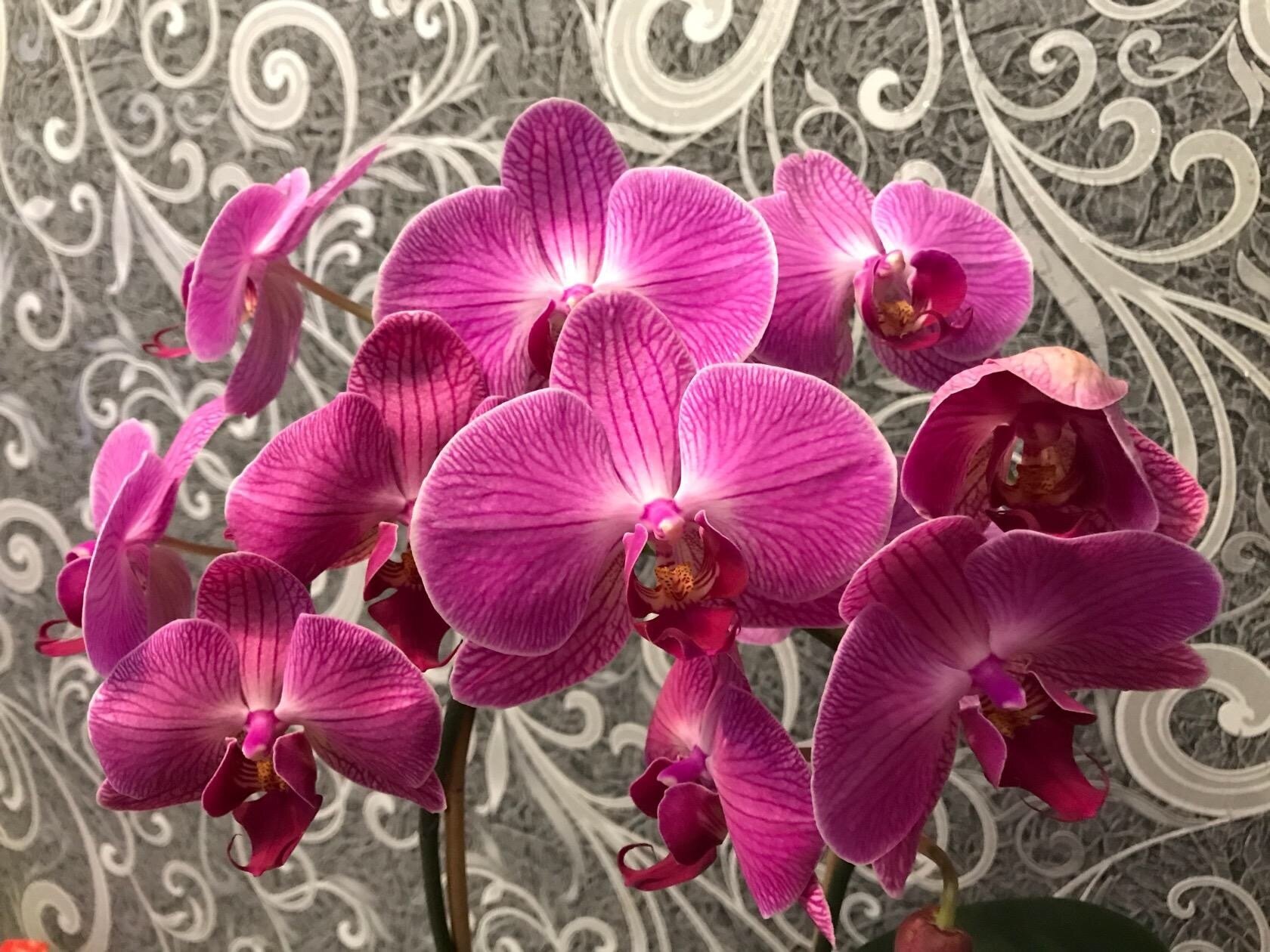 Как добиться фантастического цветения орхидей. Подсказки и проверенные способы комнатные растения,цветоводство