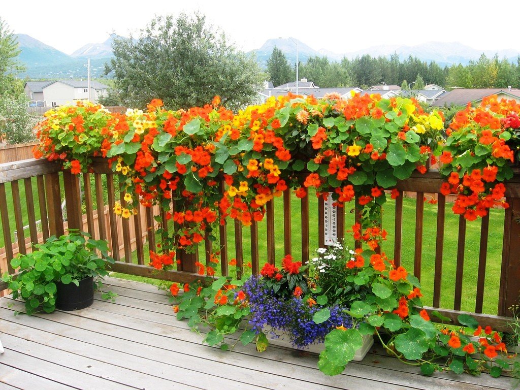 Красота по вертикали: лианы-летники Красота по вертикали: лианы-летники вертикальное озеленение,лианы,однолетники,сад,цветы