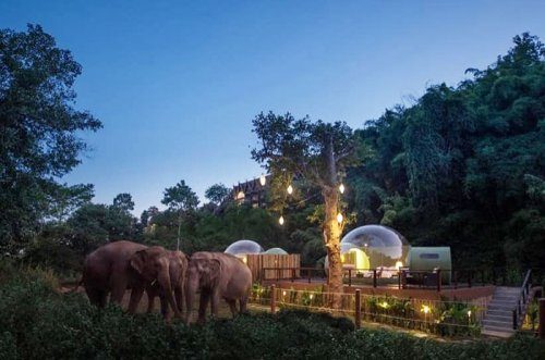 Таиланд: ночь в отеле-пузыре чтобы, провести, слонов, также, здесь, номеров, приносит, поесть, поскольку, персонал, Таиланд, могли, наблюдать, жизнью, Говорят, бродящие, районе, непрерывно, своих, оказались